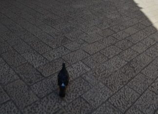 Basilica Meeting Place of the Senate